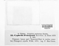 Image of Phaeosolenia pelargonii